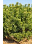 Сосна піренейська | Сосна пиренейская | Pinus uncinata